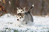 ALASKAN MALAMUTE 249